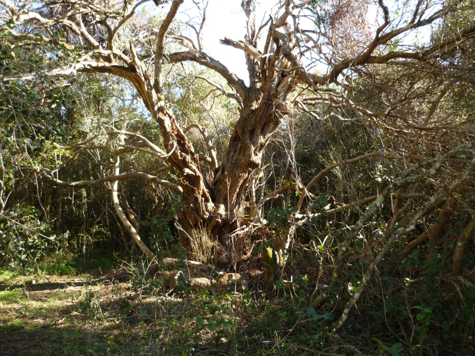 Platbos Forest Camp - Image 1