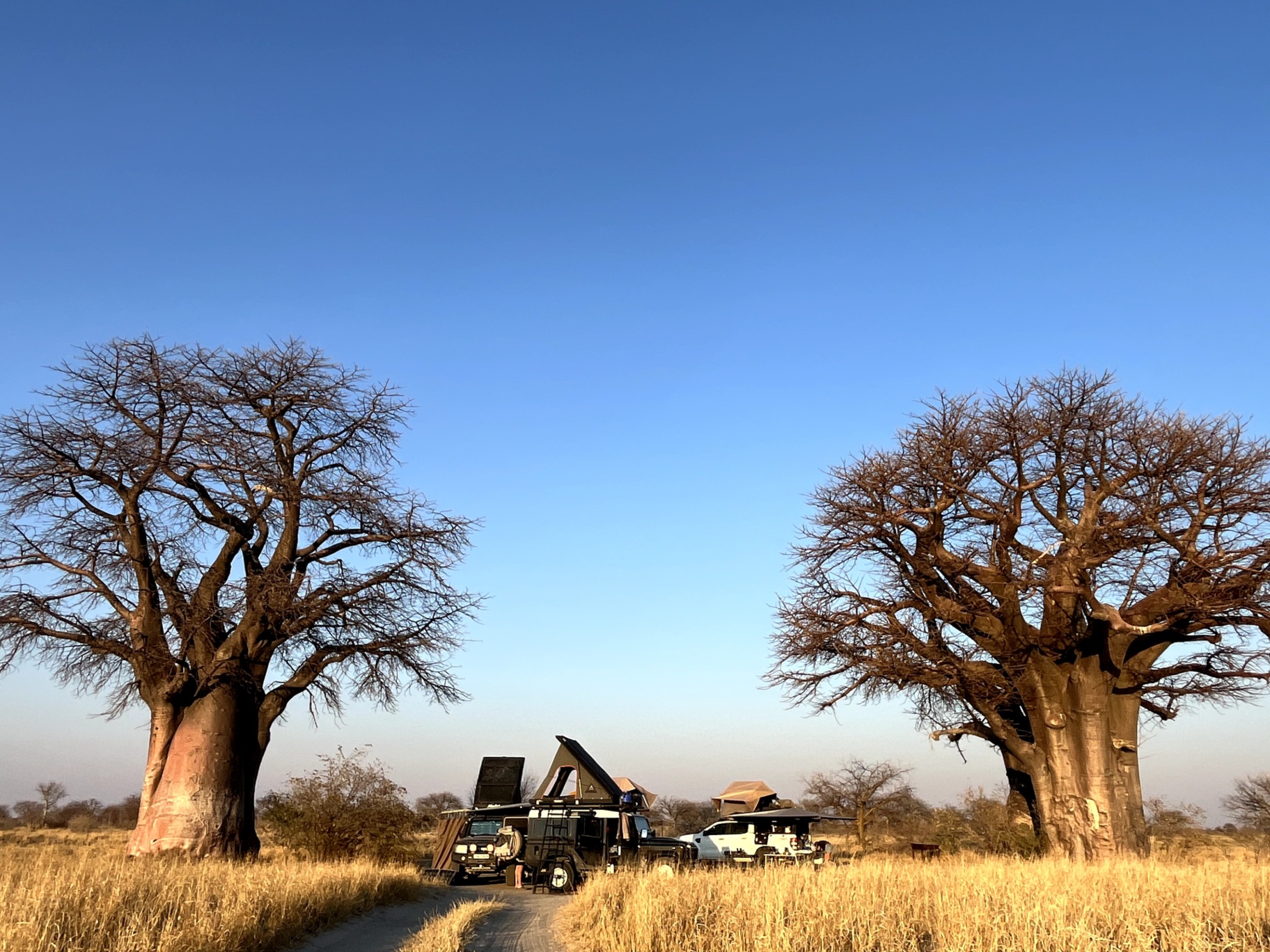 Baines Baobab - Image 1