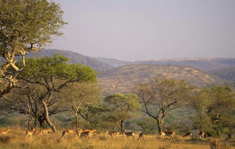 uMkhuze Game Reserve: eMshophi Campsite - Image 1