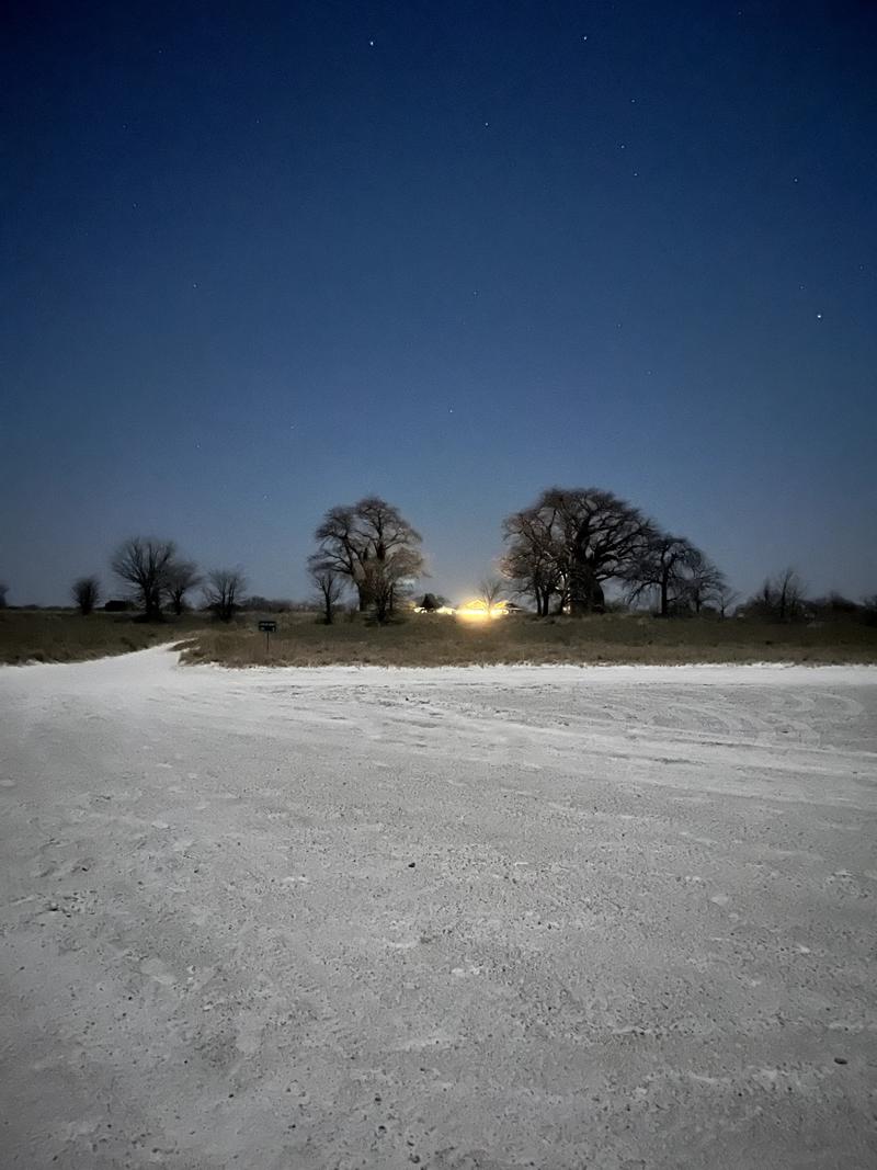 Baines Baobab - Image 2