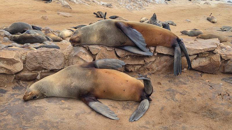 Cape Cross Seal Reserve Camp - Image 1